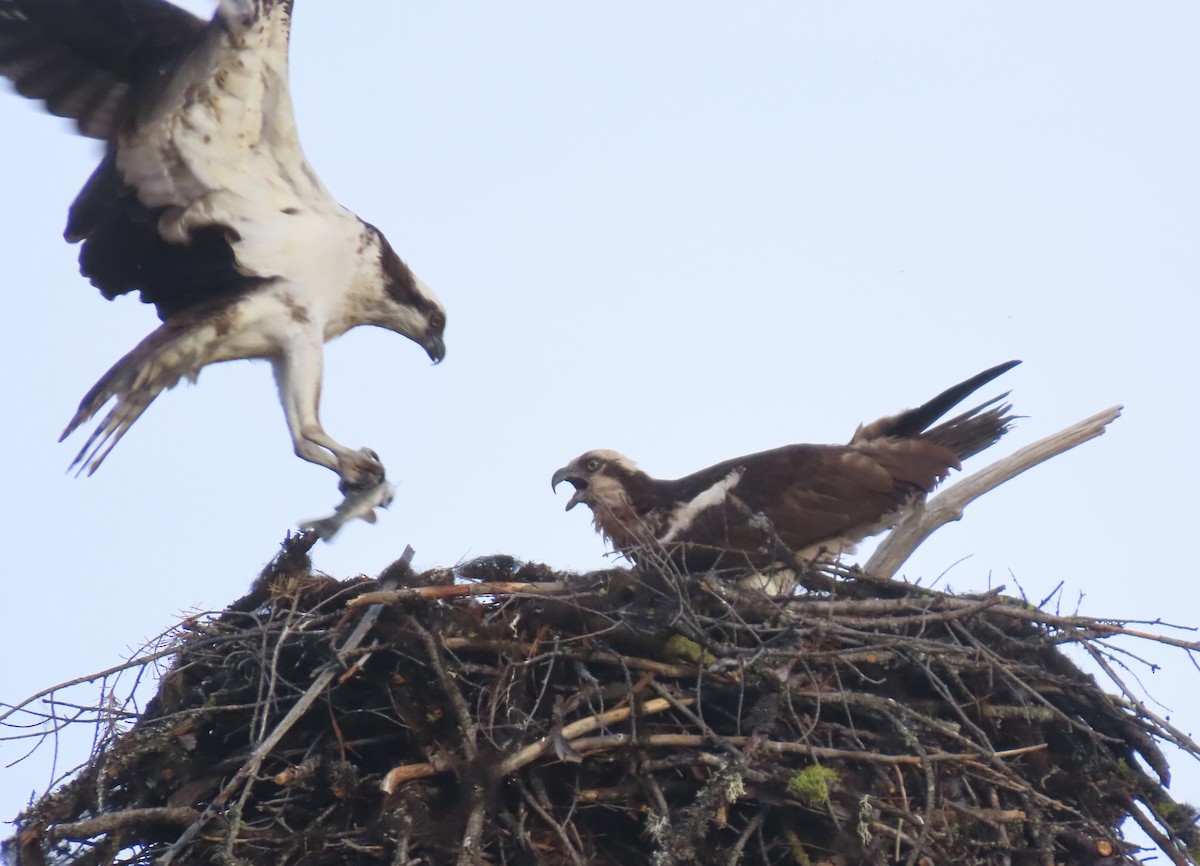 Osprey - ML620246682