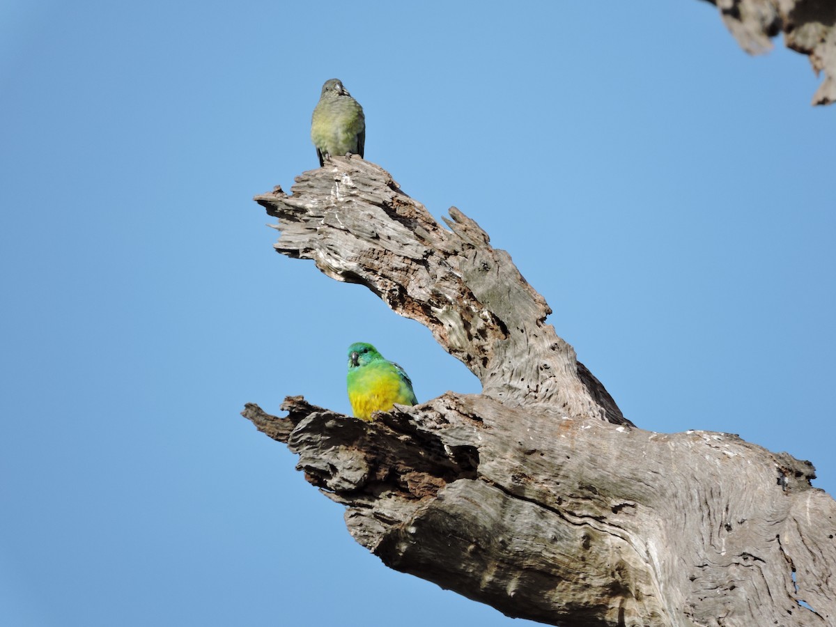 Red-rumped Parrot - ML620246698