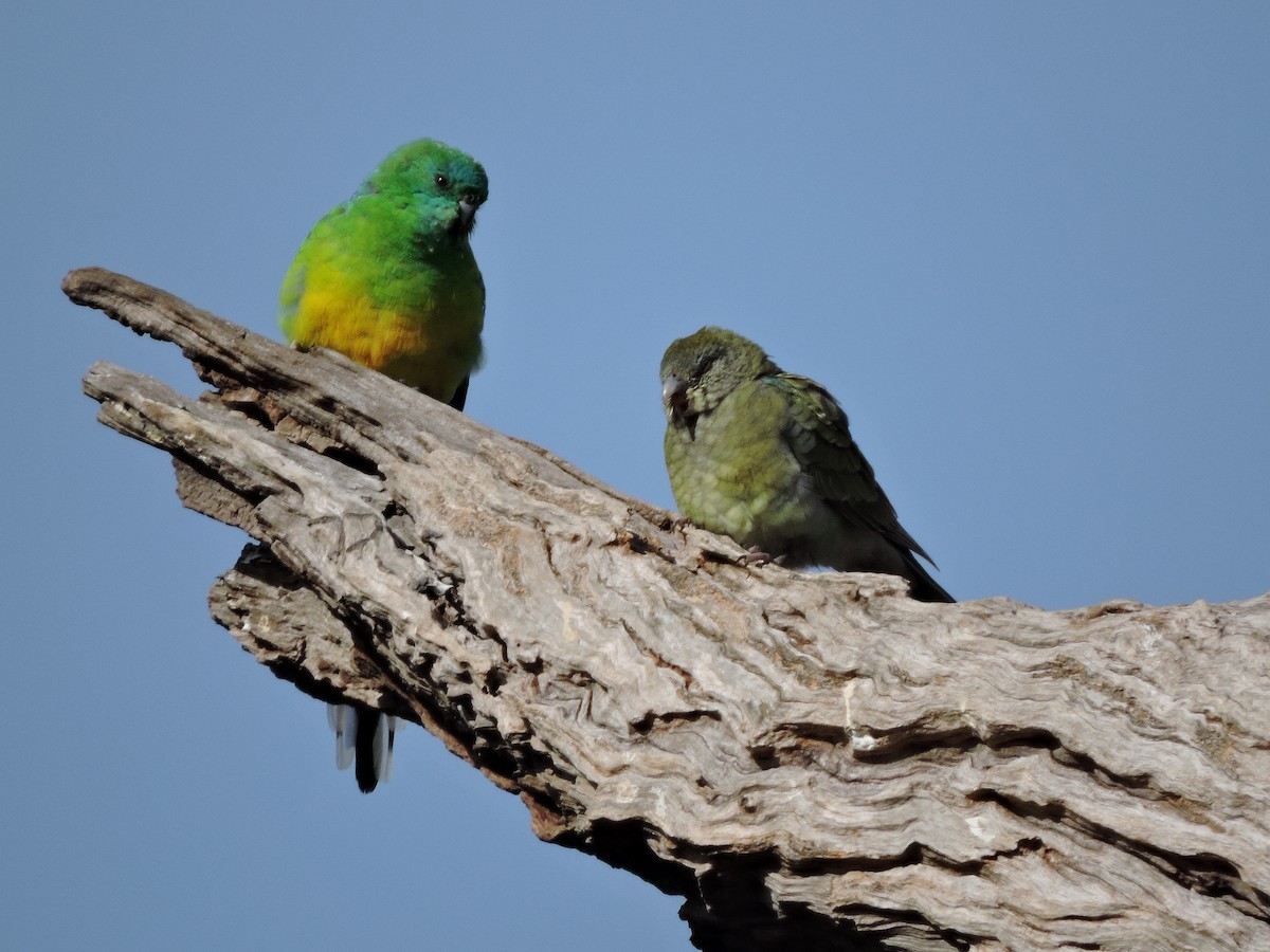 Red-rumped Parrot - ML620246699