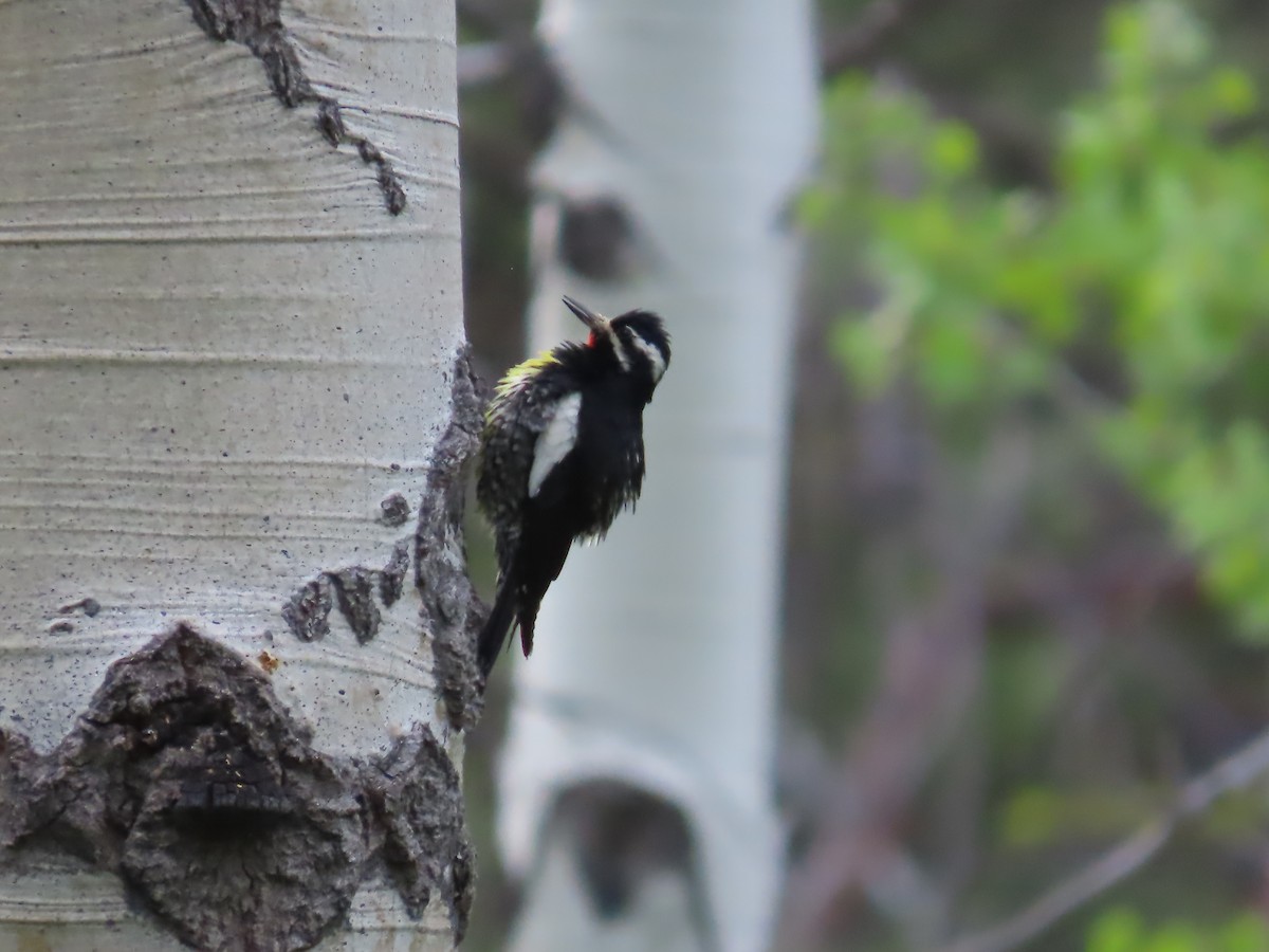 Williamson's Sapsucker - ML620246703