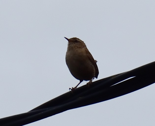 Eurasian Wren (British) - ML620246717