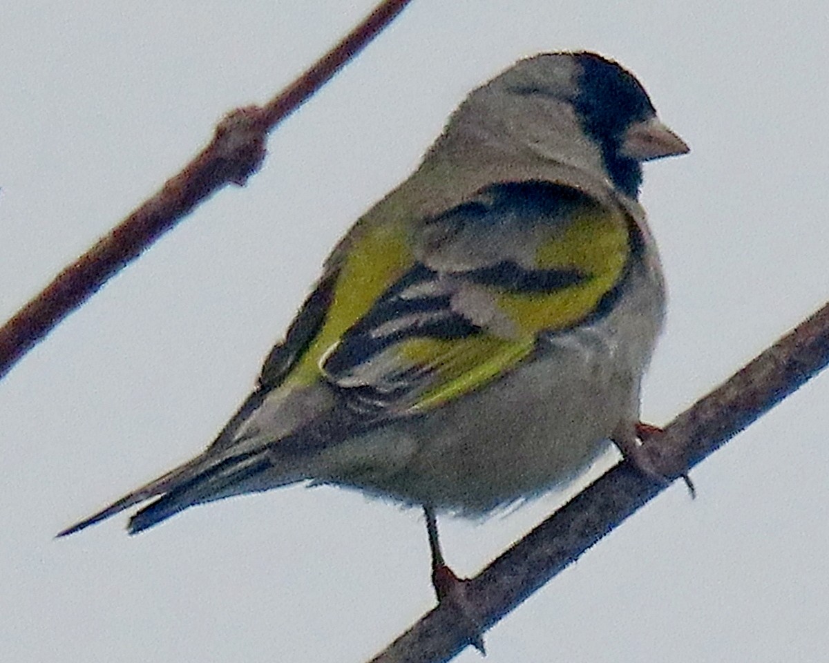 Lawrence's Goldfinch - ML620246729