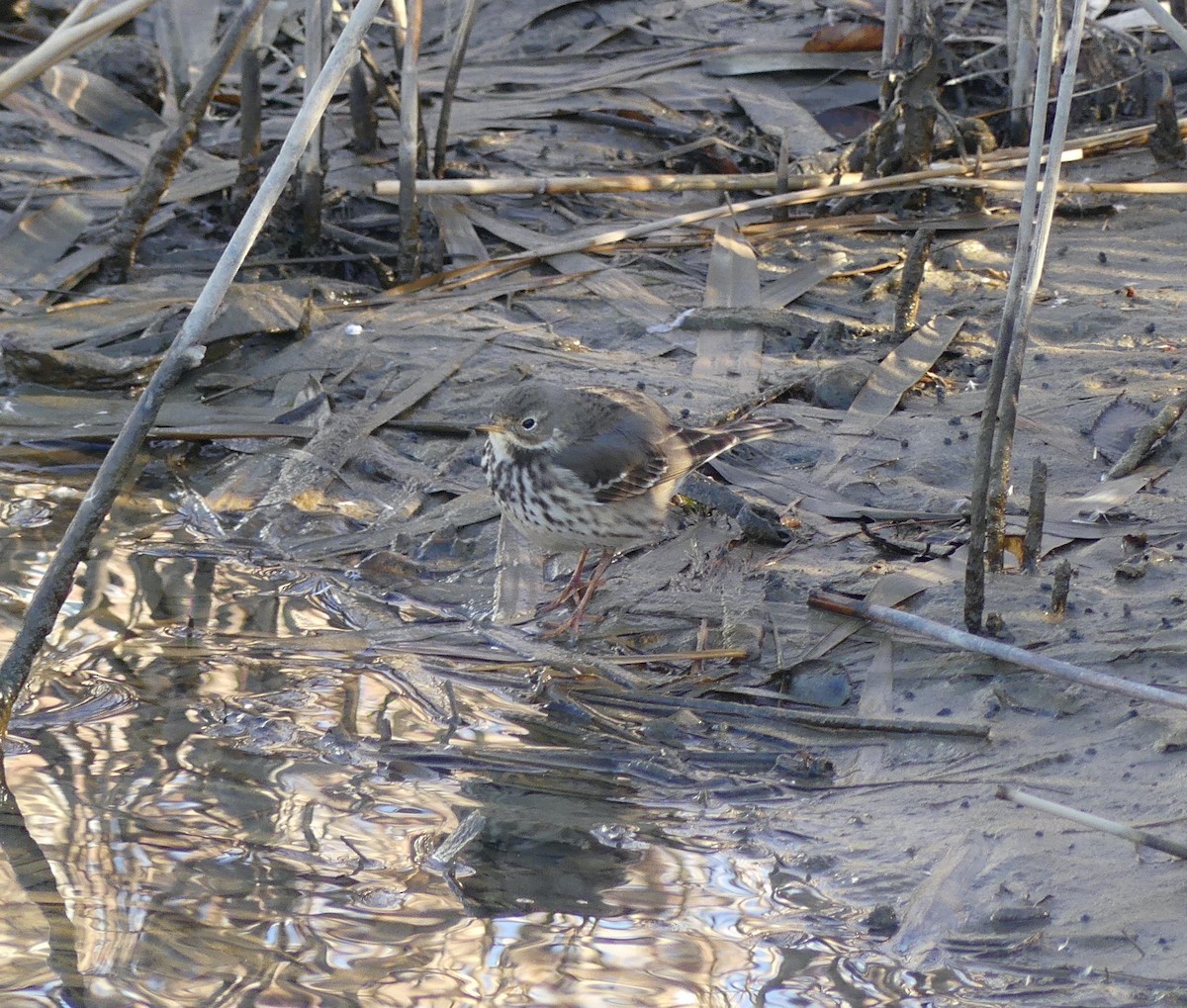 Pipit d'Amérique (japonicus) - ML620246731