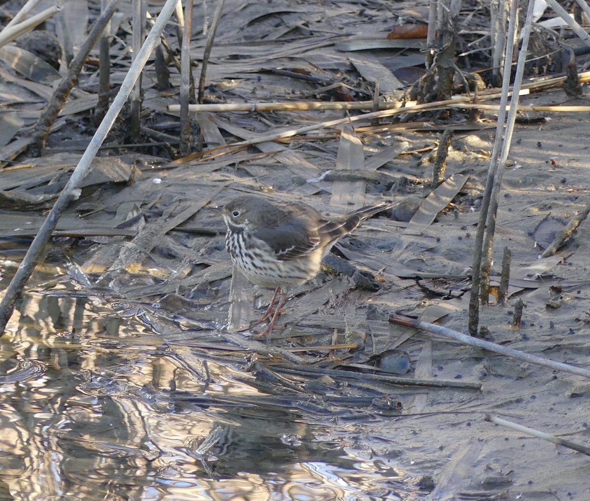 Pipit d'Amérique (japonicus) - ML620246732