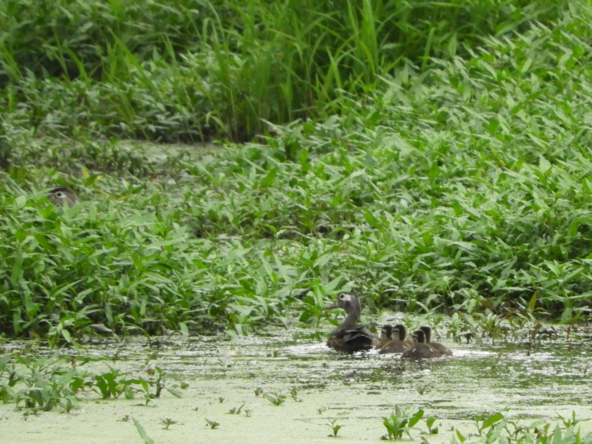 Wood Duck - ML620246738