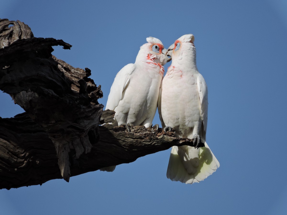 Cacatúa Picofina - ML620246744