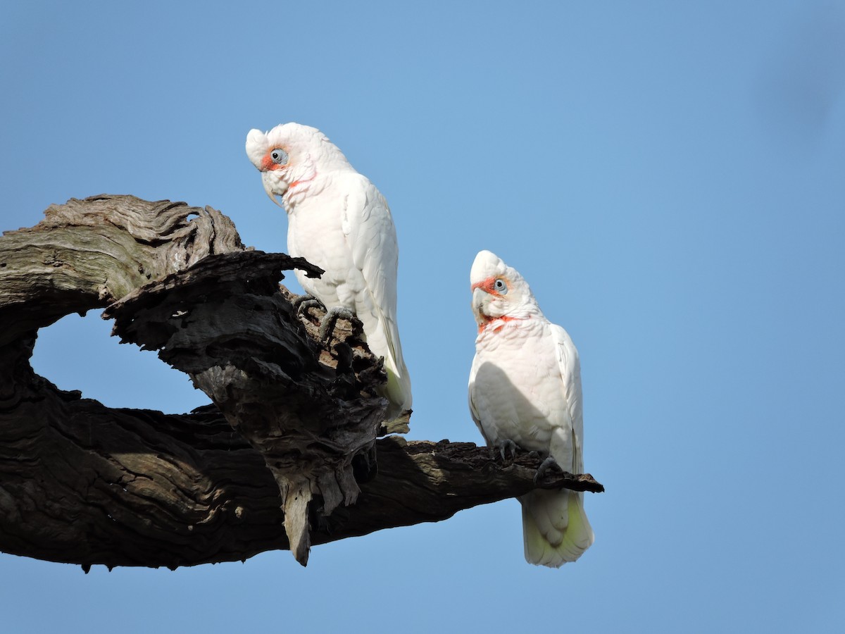 Cacatúa Picofina - ML620246747