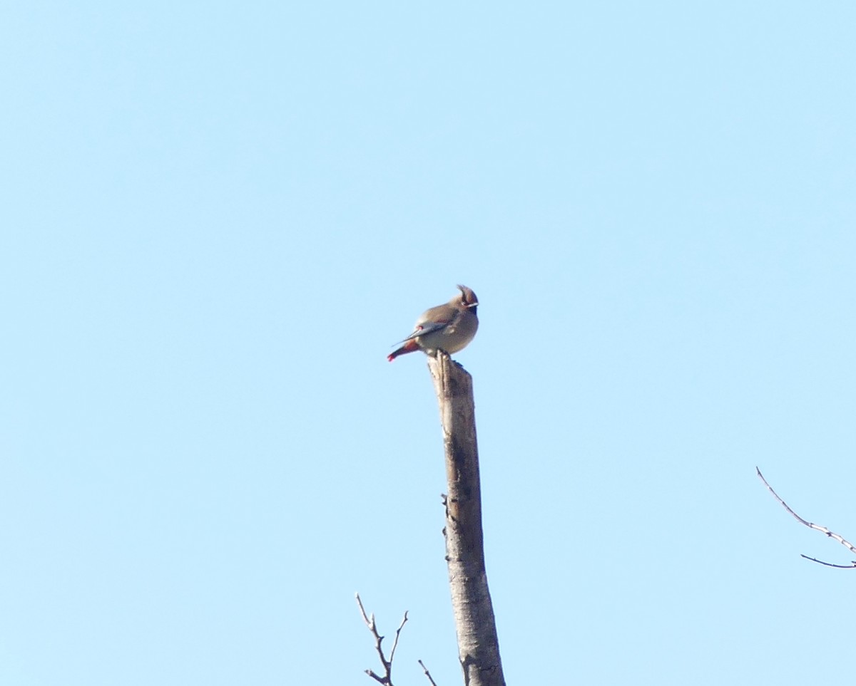 Japanese Waxwing - ML620246753