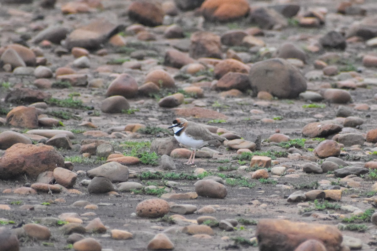 Collared Plover - ML620246761