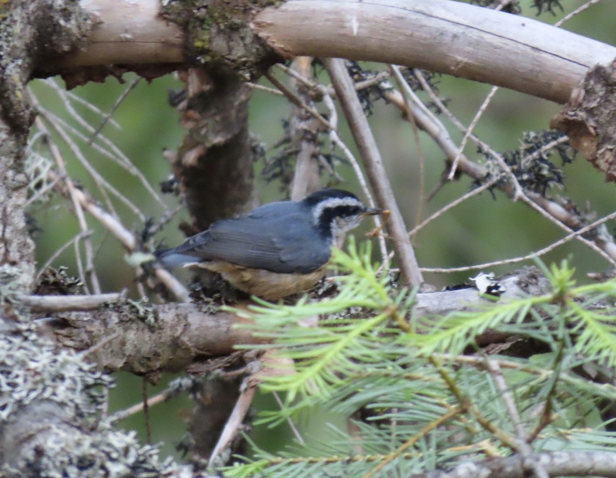 Red-breasted Nuthatch - ML620246762