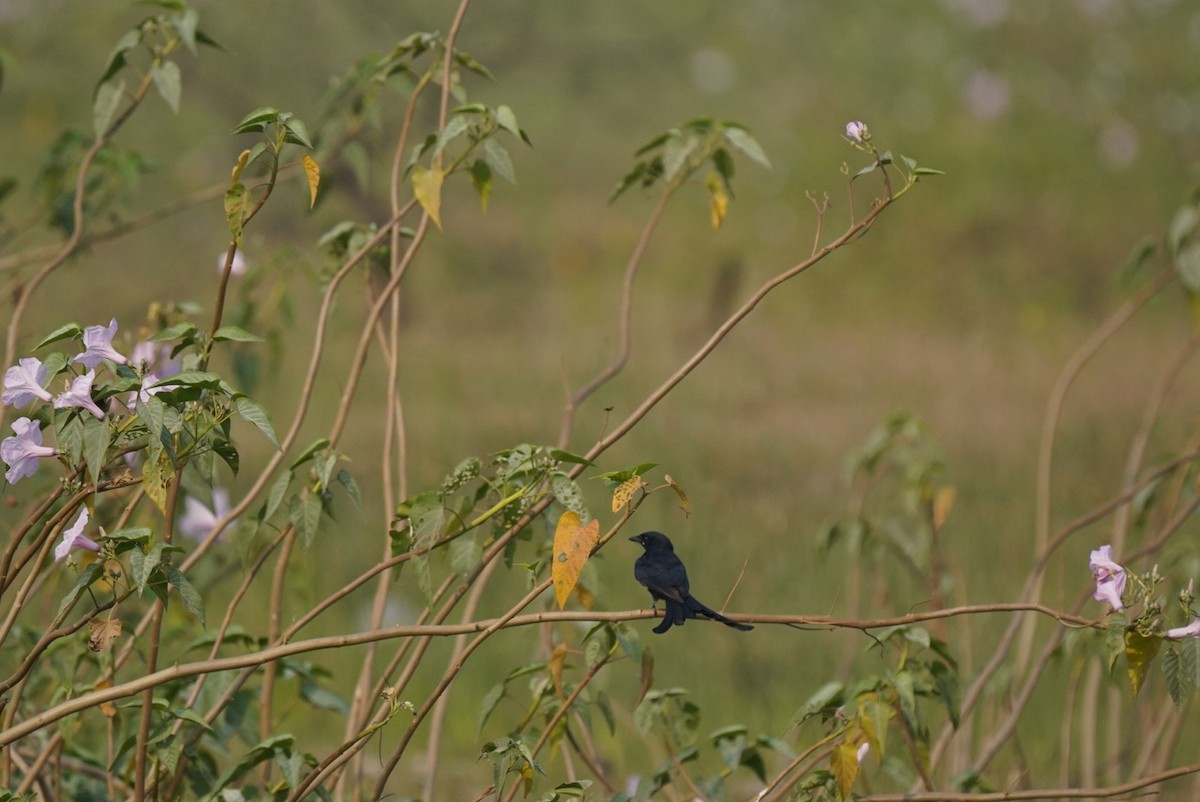 drongo černý - ML620246766