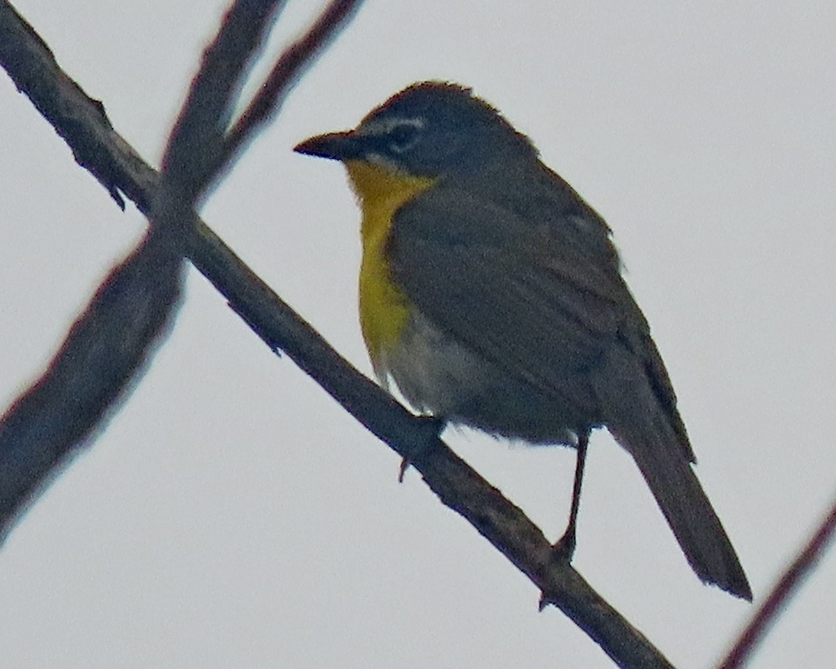 Yellow-breasted Chat - ML620246768