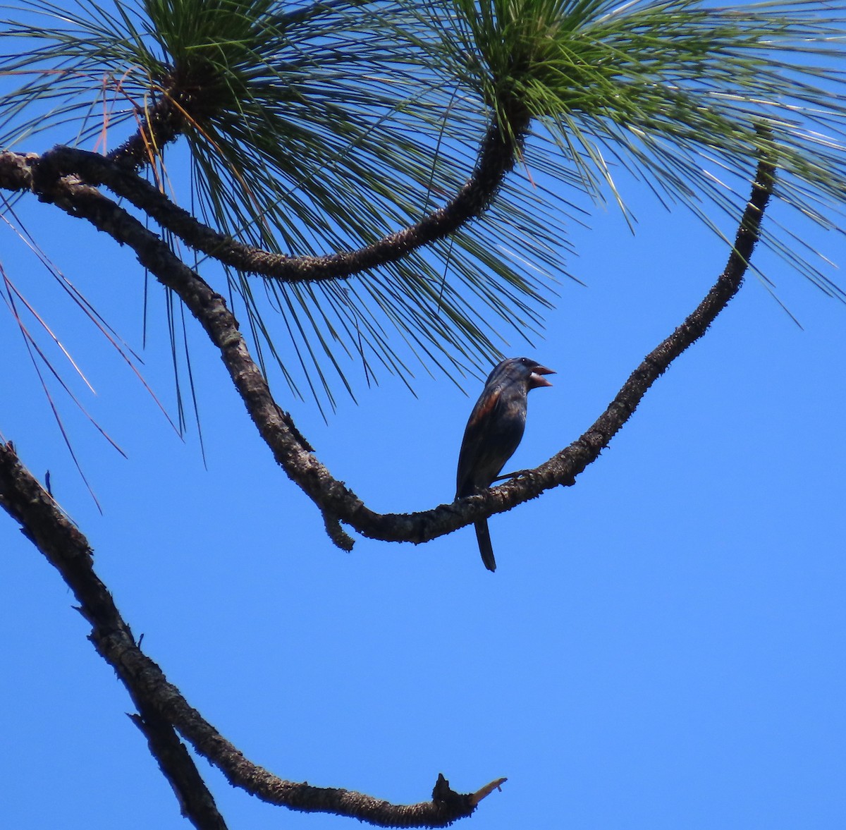 Blue Grosbeak - ML620246769