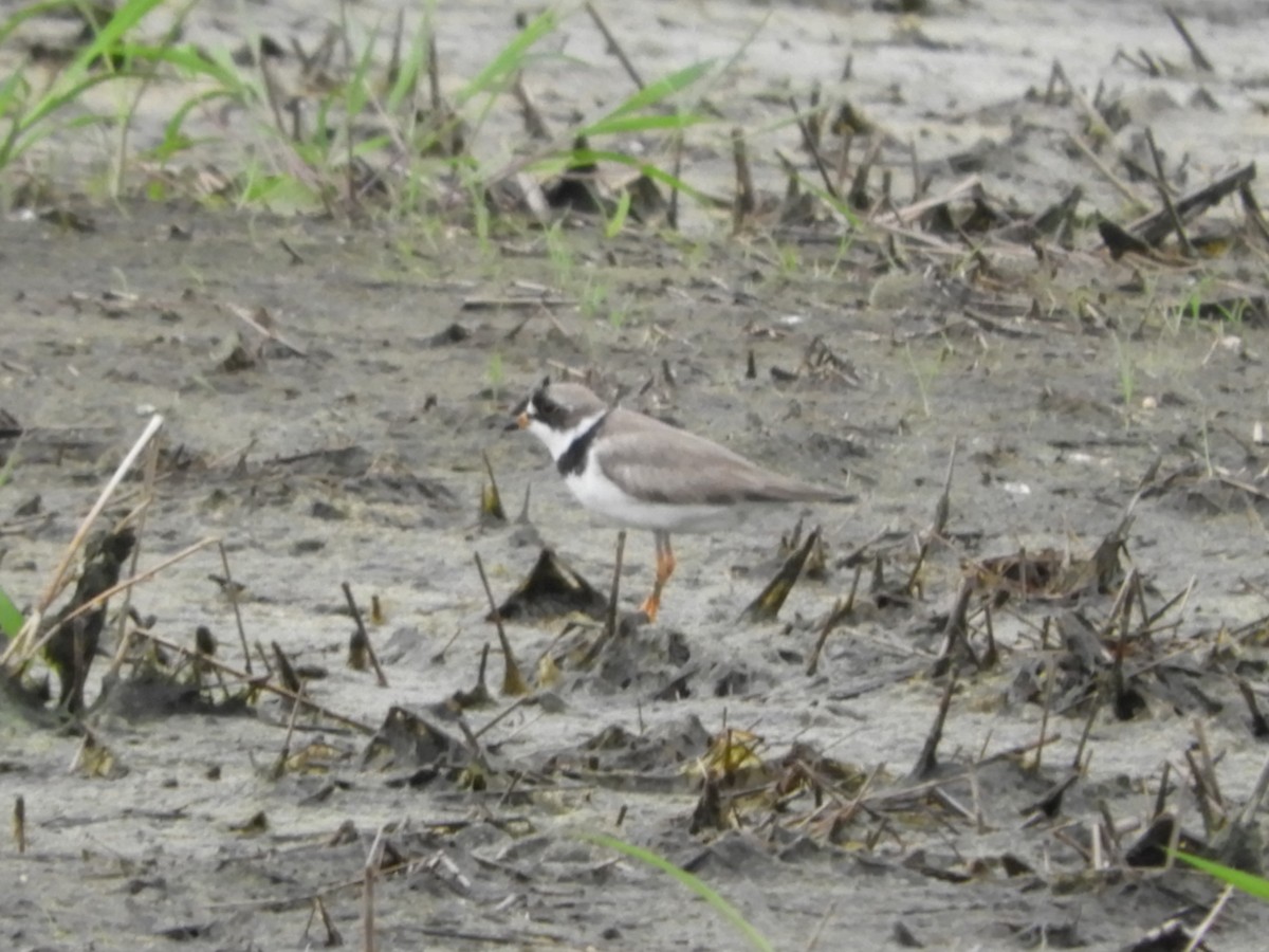 Semipalmated Plover - ML620246771