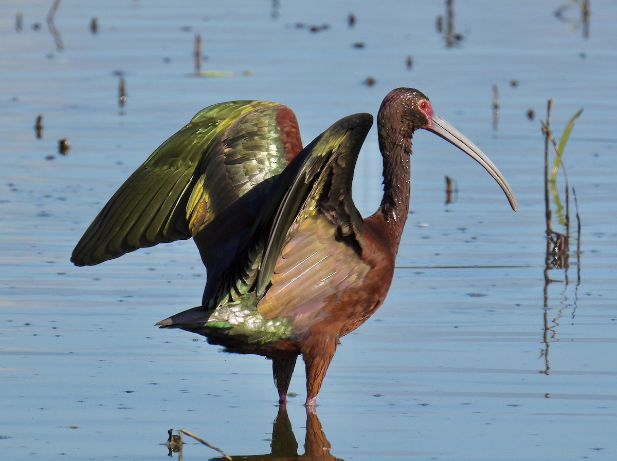 White-faced Ibis - ML620246774