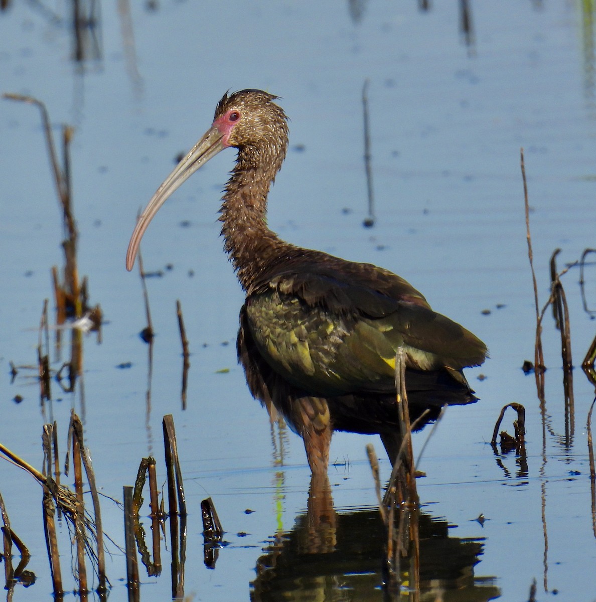 White-faced Ibis - ML620246778