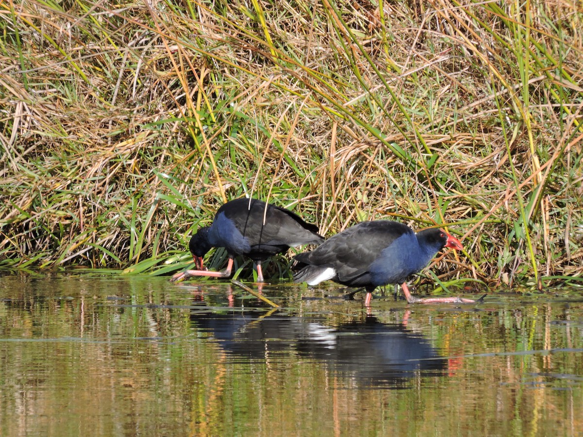 Australasian Swamphen - ML620246789