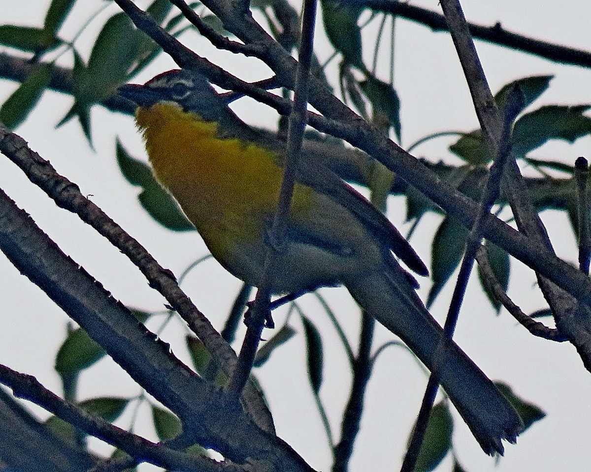 Yellow-breasted Chat - ML620246792