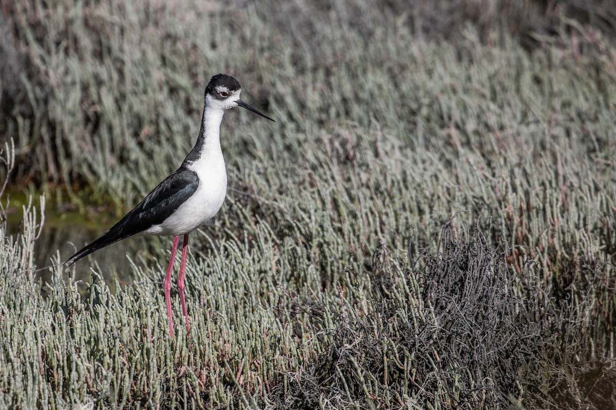 Black-necked Stilt (Black-necked) - ML620246802