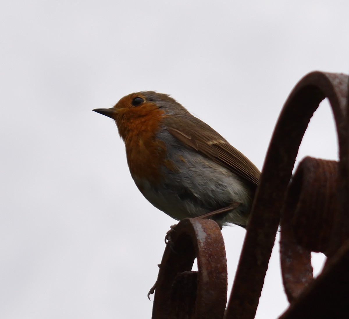 European Robin - ML620246804