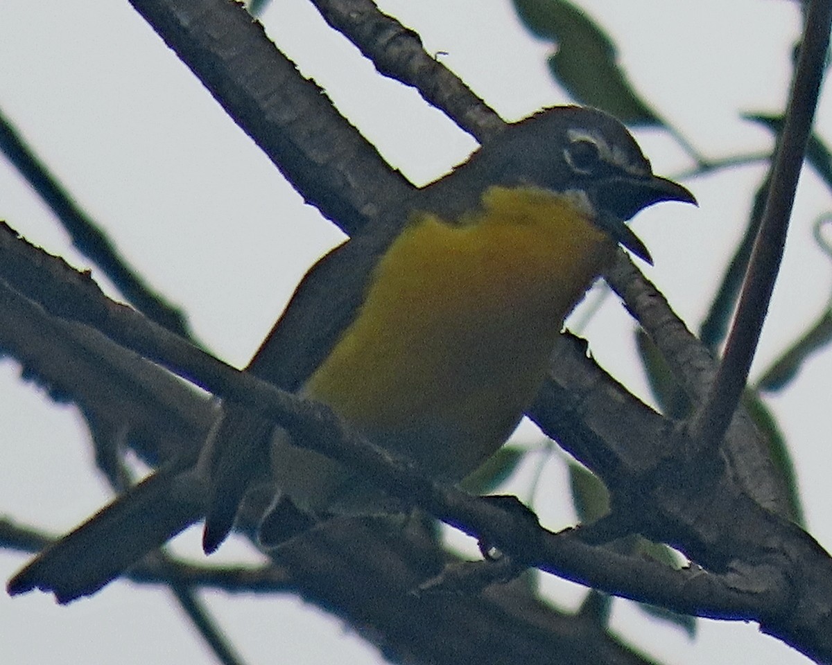 Yellow-breasted Chat - ML620246806
