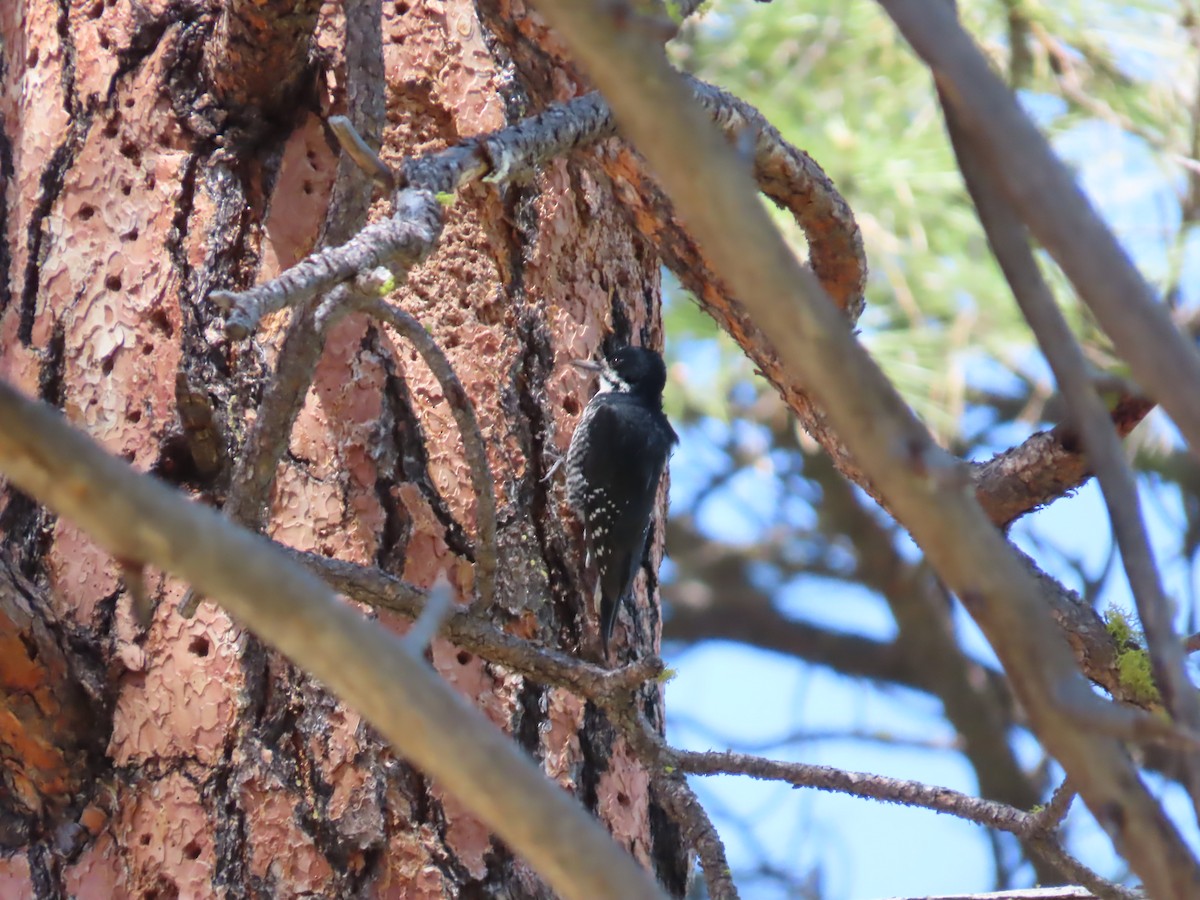 Black-backed Woodpecker - ML620246807