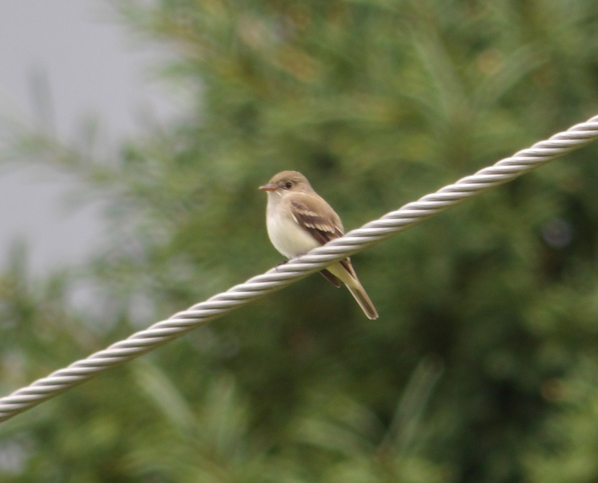 Alder Flycatcher - Cindy Grimes