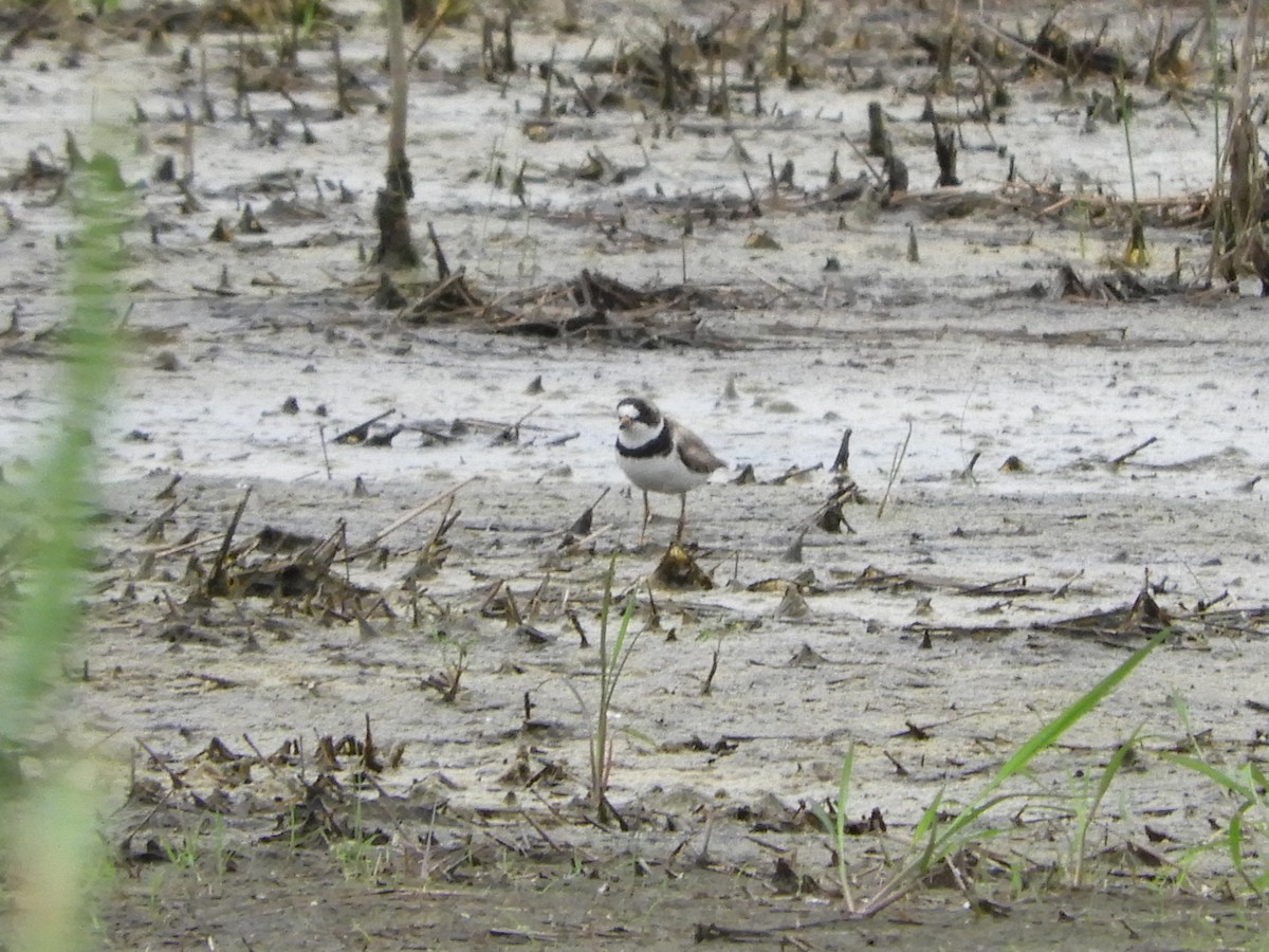 Semipalmated Plover - ML620246813