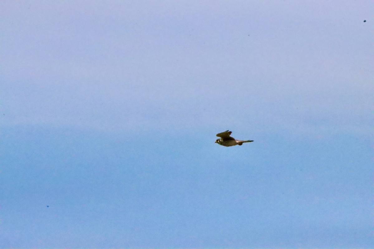 American Kestrel - ML620246824