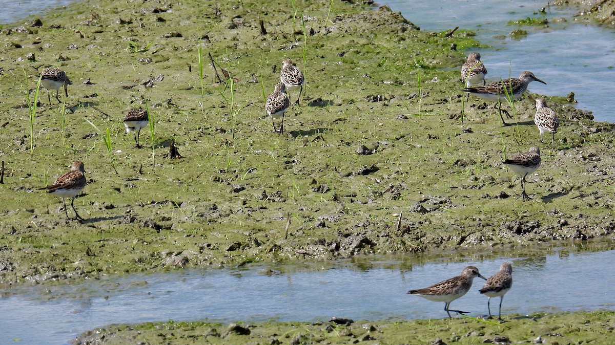 White-rumped Sandpiper - ML620246836