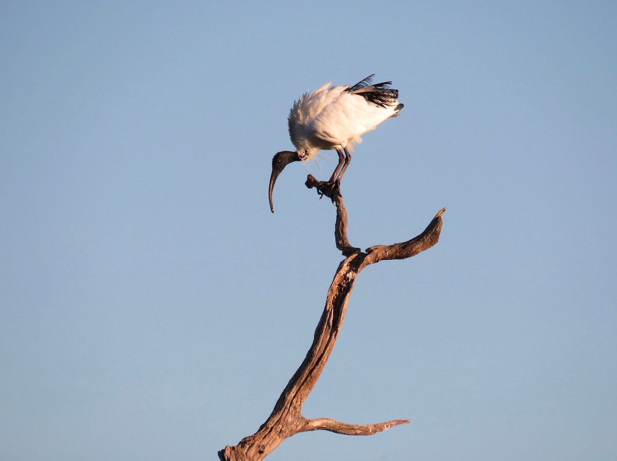 ibis australský - ML620246839