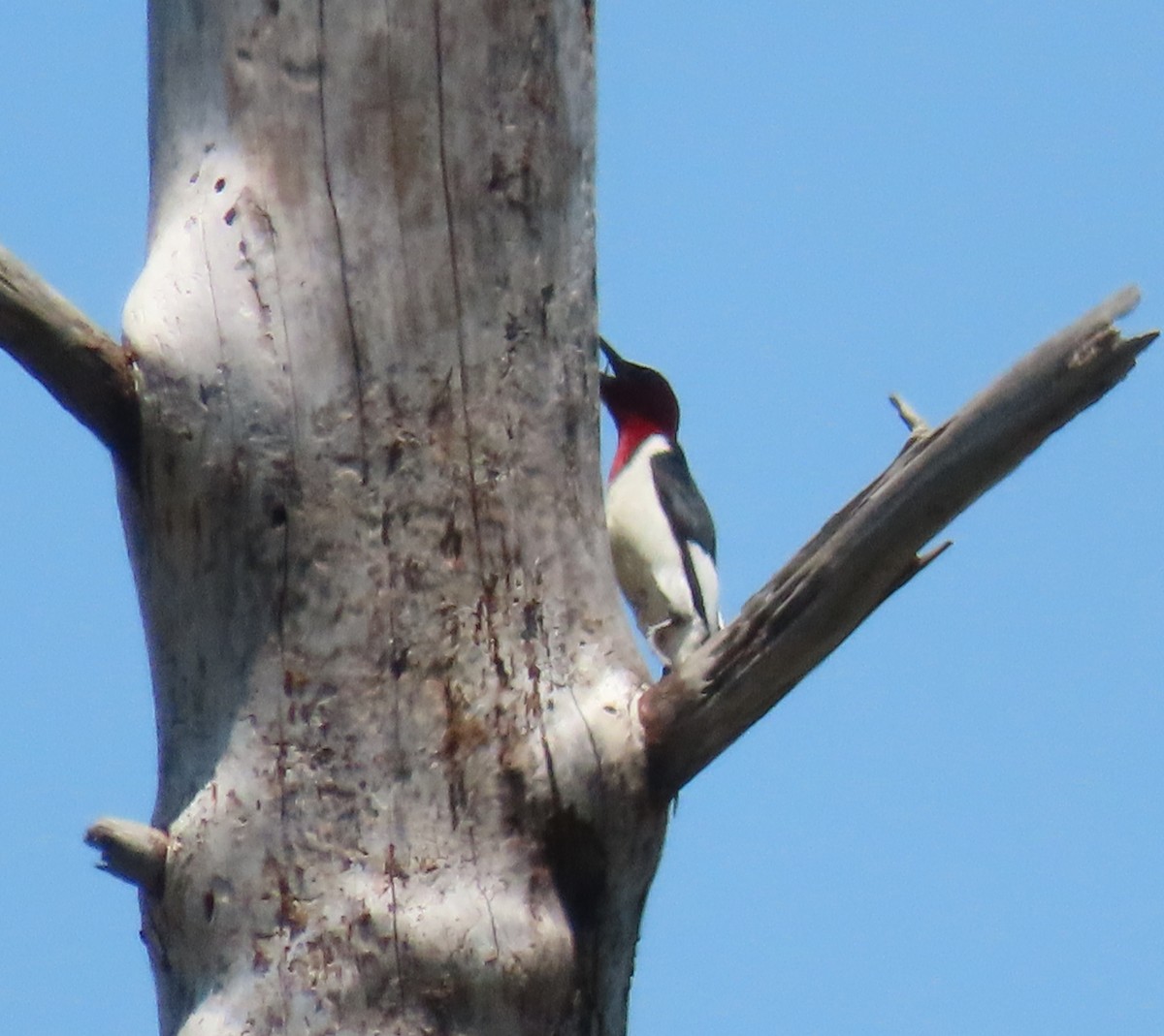 Red-headed Woodpecker - ML620246842