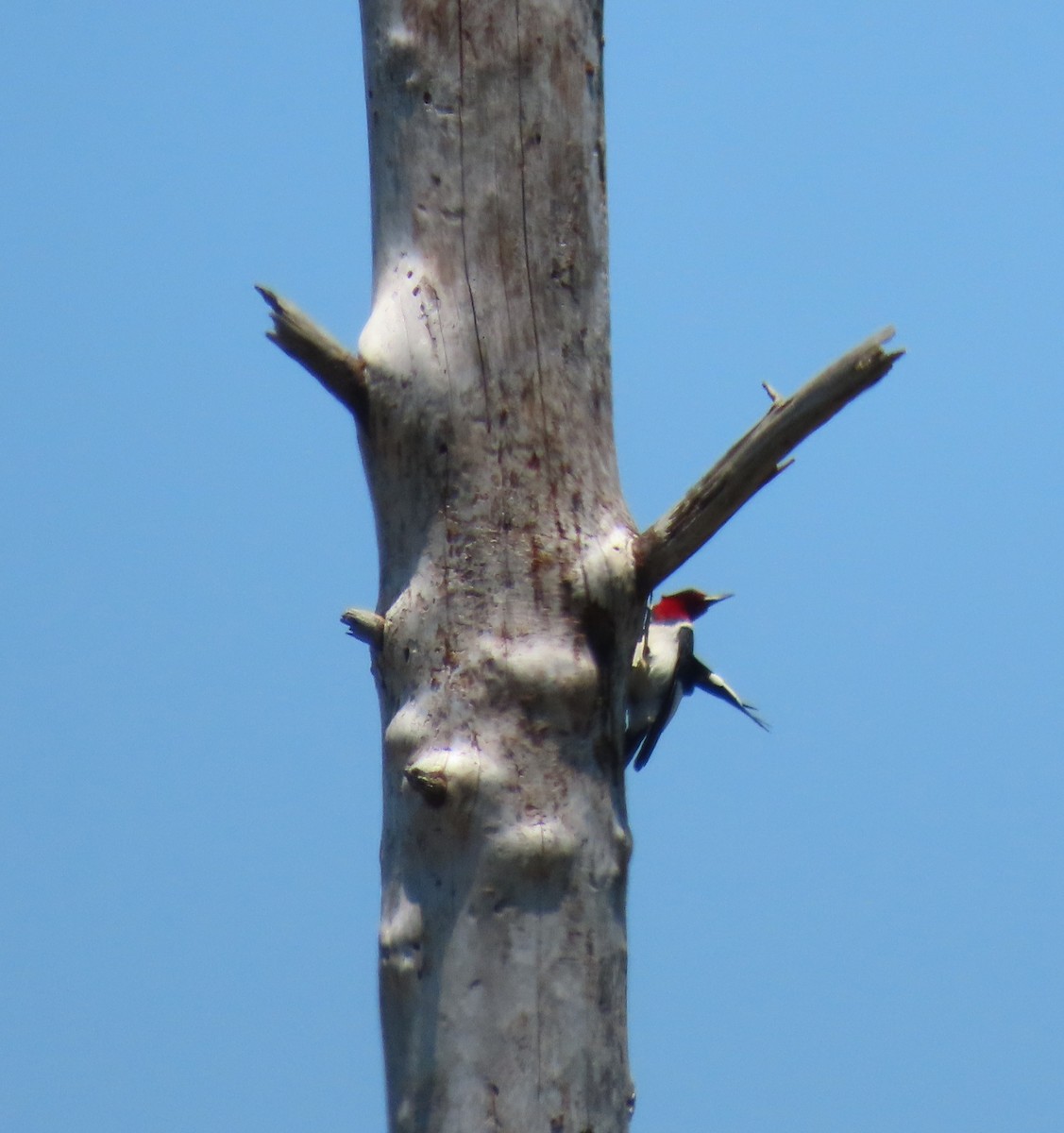 Red-headed Woodpecker - ML620246843