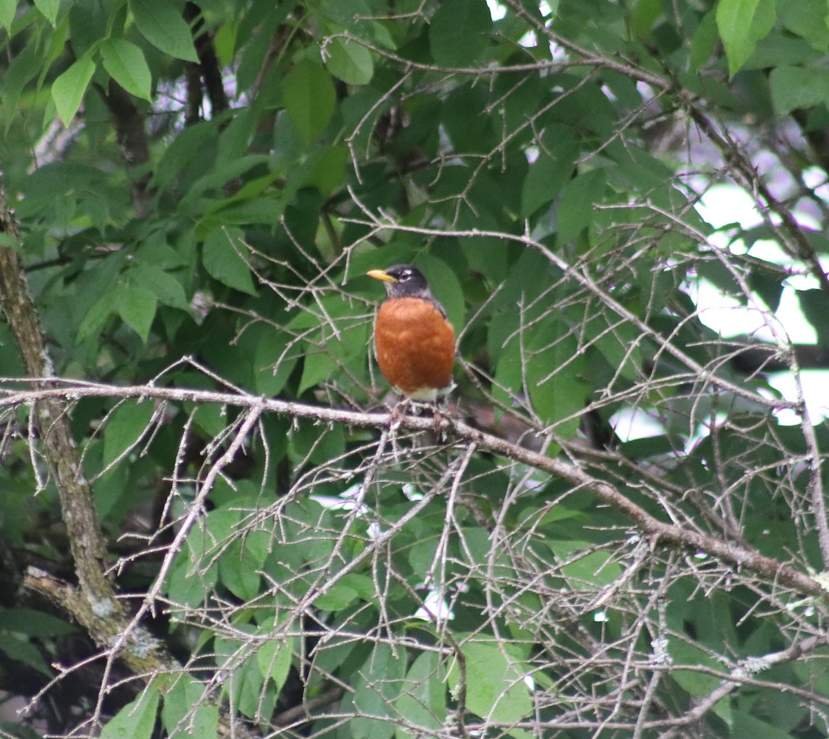 American Robin - ML620246850