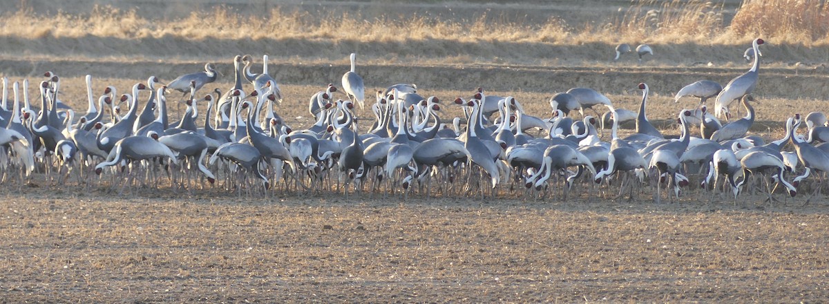 White-naped Crane - ML620246852