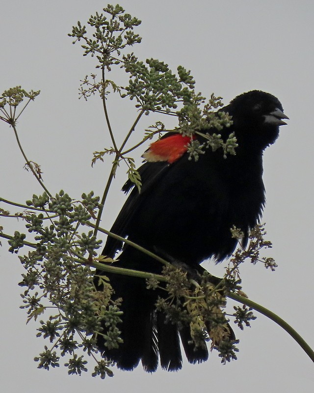 Red-winged Blackbird - ML620246857