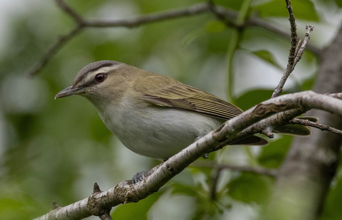 Red-eyed Vireo - ML620246858