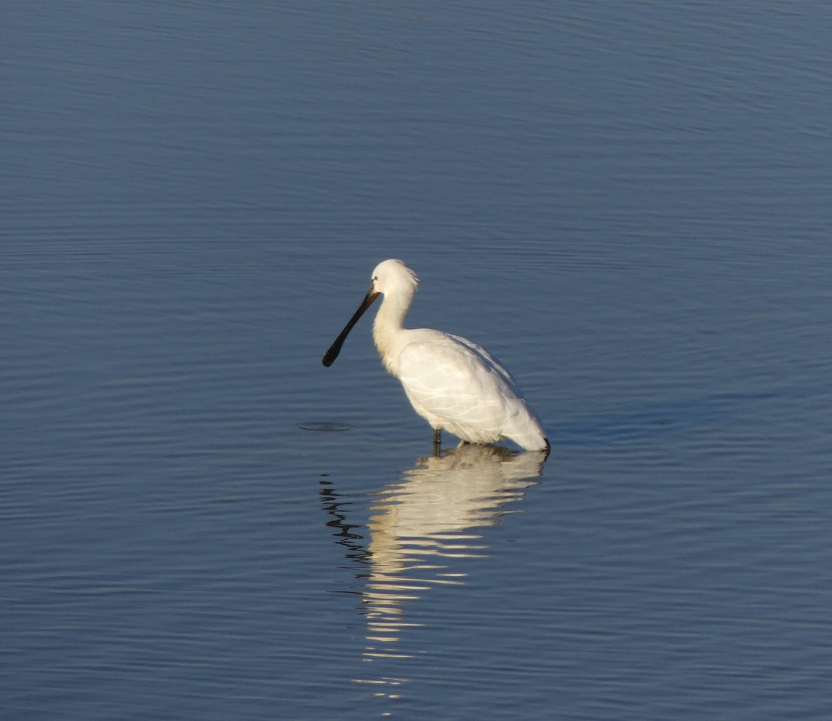 Eurasian Spoonbill - ML620246859