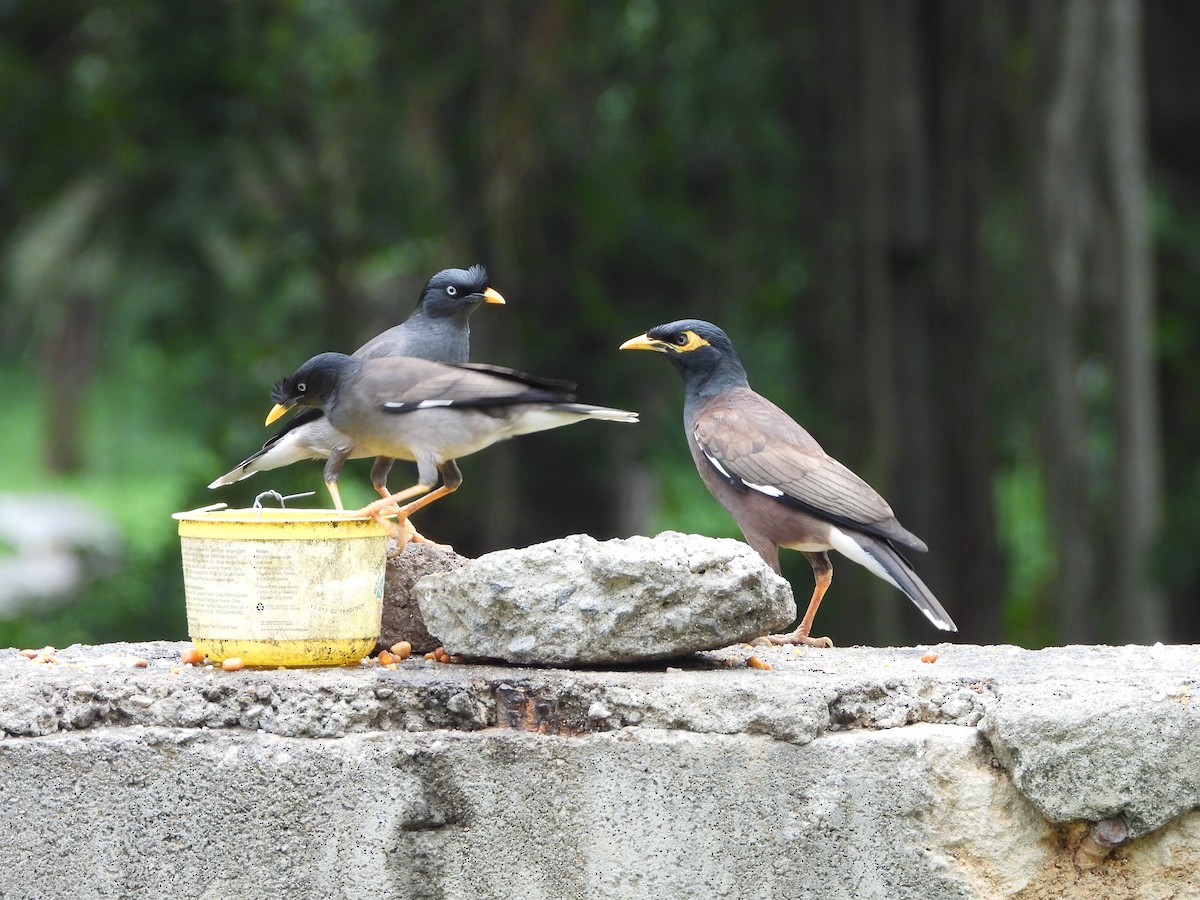 Jungle Myna - ML620246866