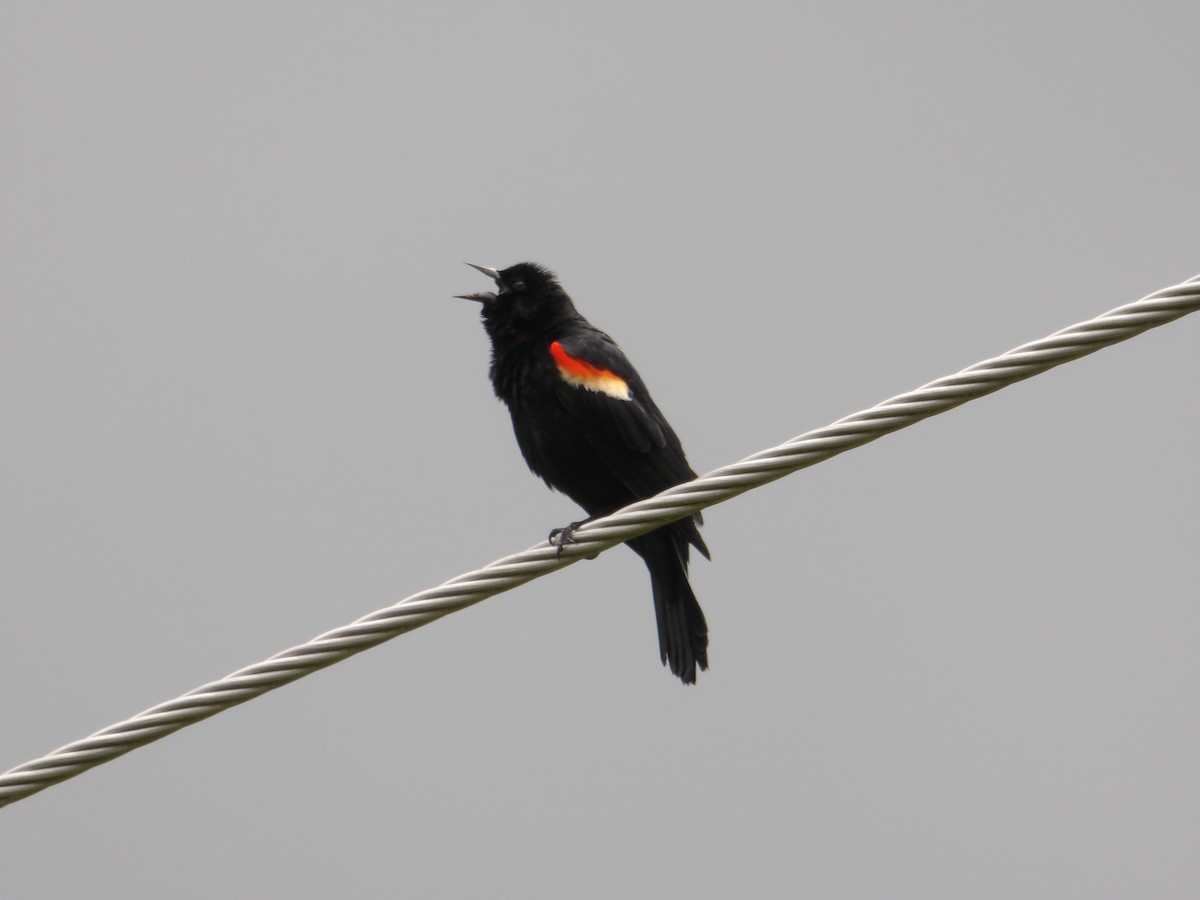 Red-winged Blackbird - ML620246877