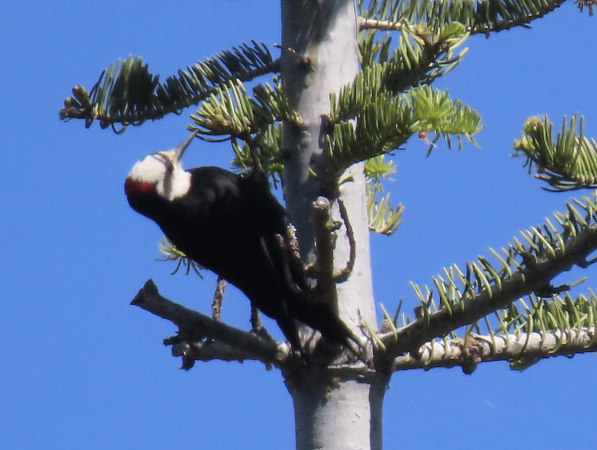 White-headed Woodpecker - ML620246880