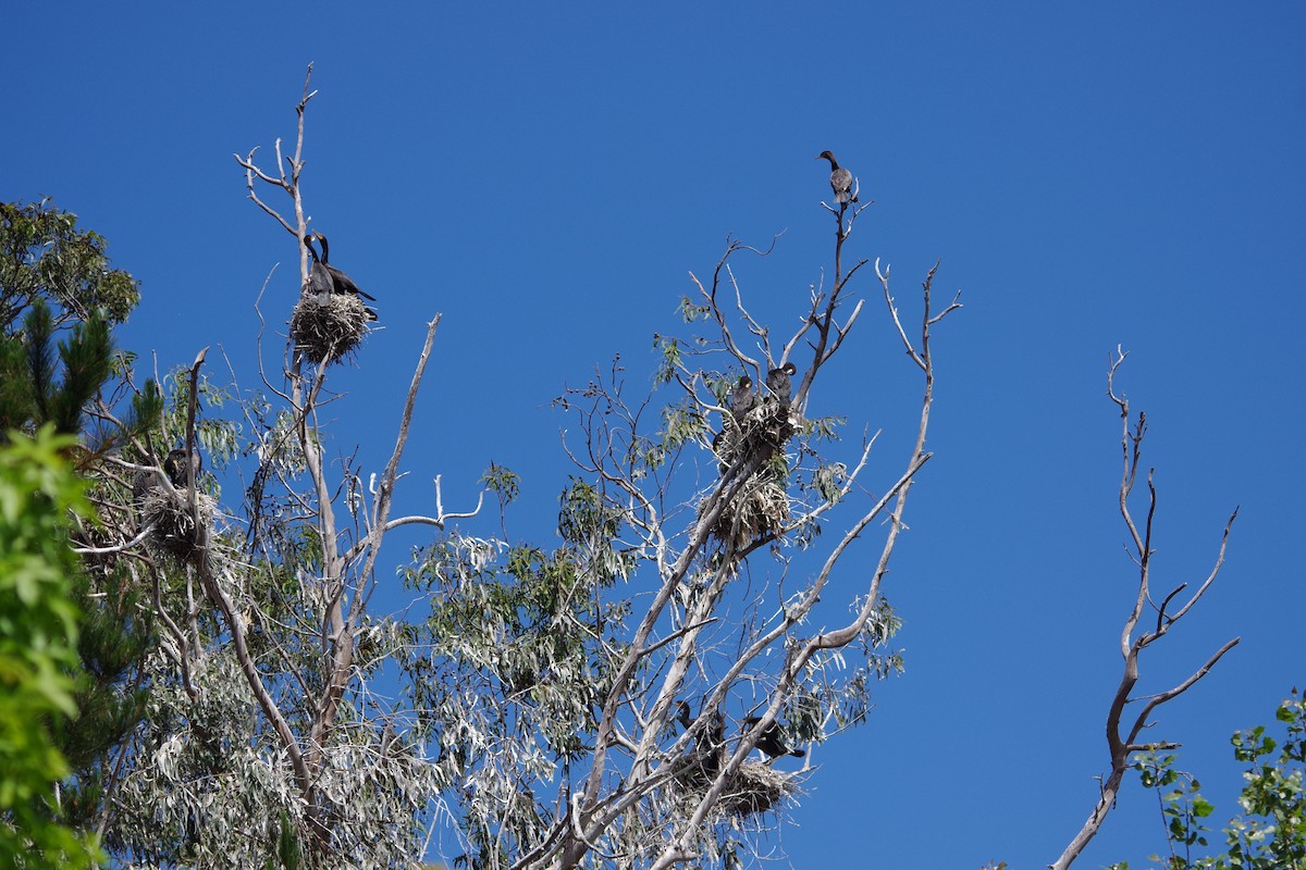 Double-crested Cormorant - ML620246893