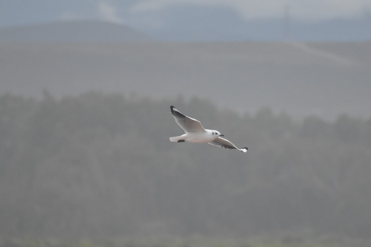 Andean Gull - ML620246912