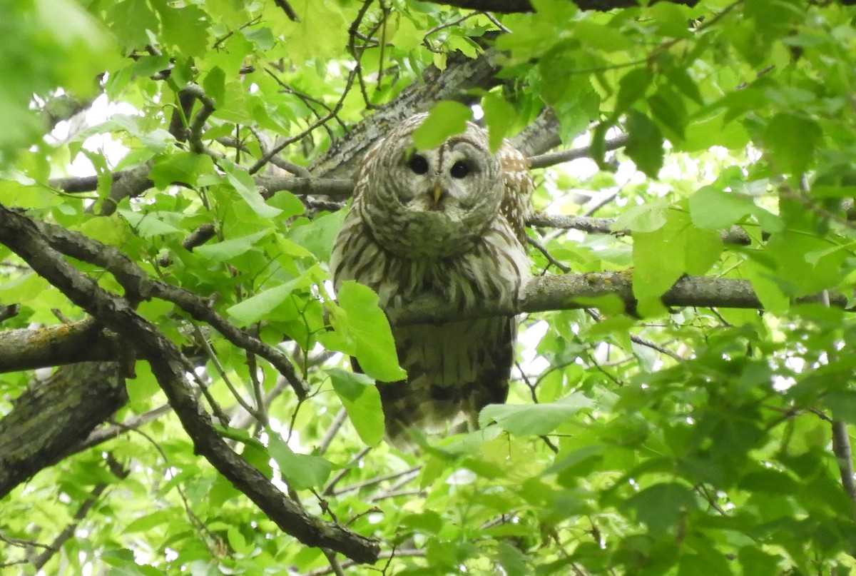 Barred Owl - ML620246919