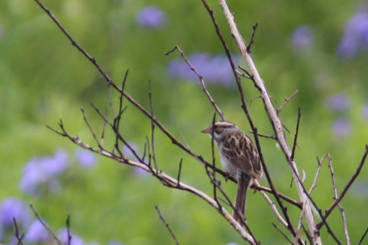 Clay-colored Sparrow - ML620246928