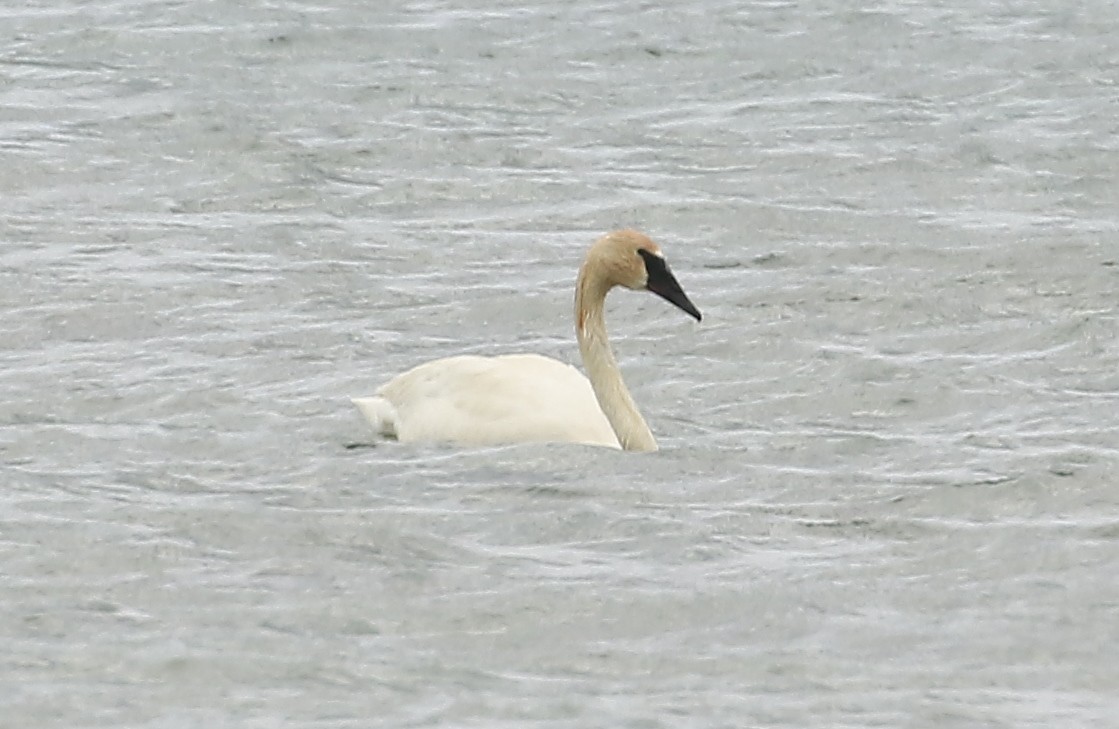 Trumpeter Swan - ML620246929