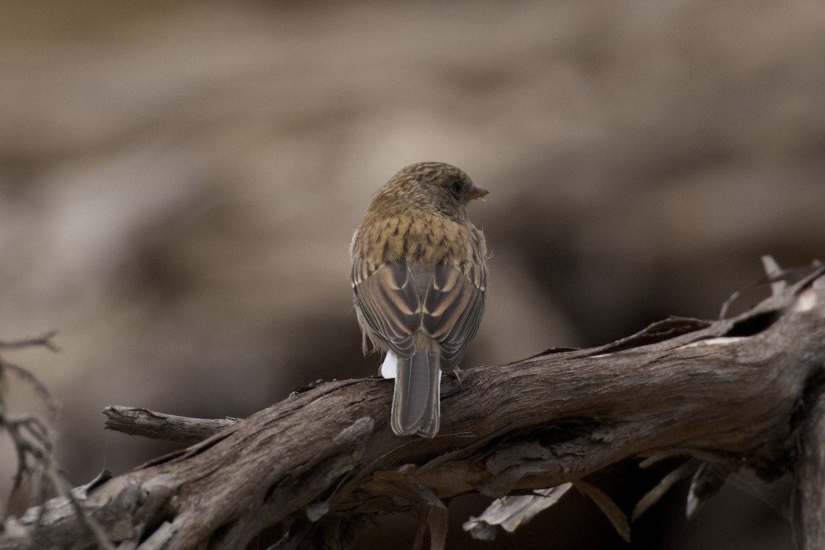 Dark-eyed Junco (Oregon) - ML620246930