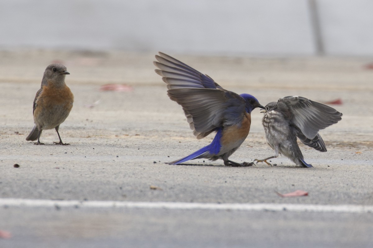 Western Bluebird - Nicole Desnoyers