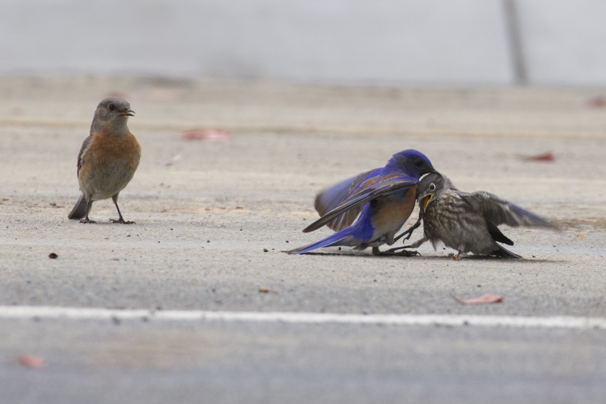 Western Bluebird - ML620246941