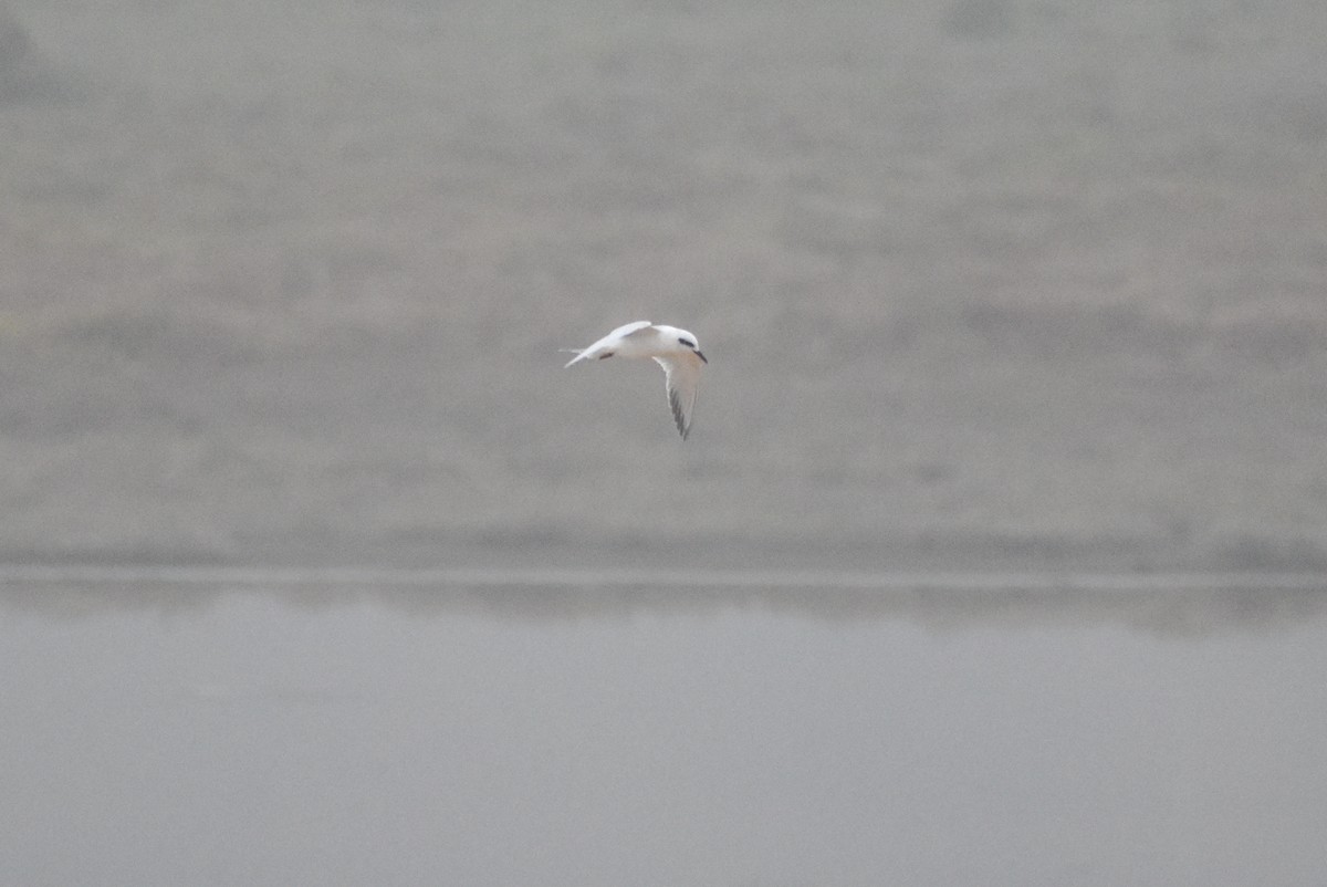 Snowy-crowned Tern - ML620246942